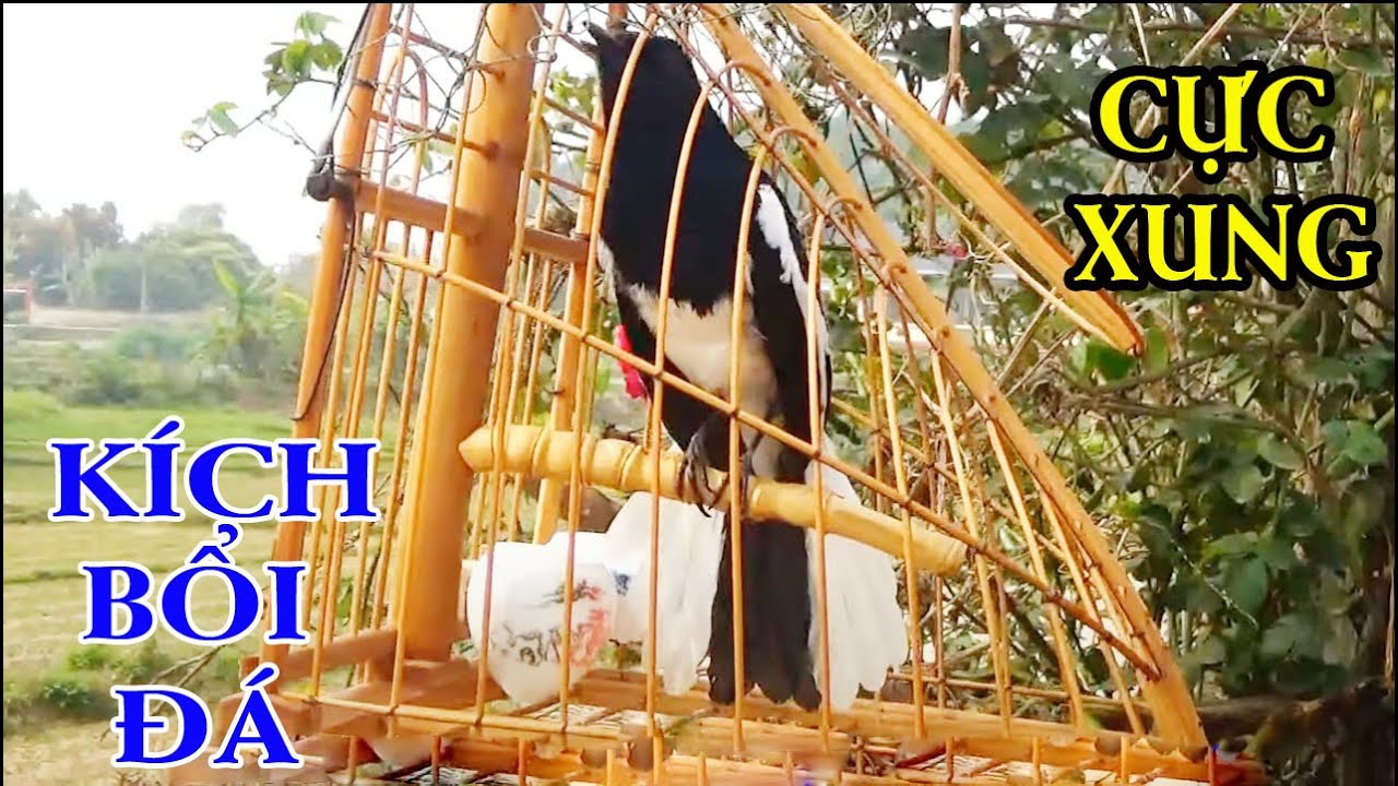 Chòe than mồi || HUÝT - CHẸP - CHẸP || RÍT - KHÈ || KÍCH CHIM RỪNG VỀ ĐẤU || ÂM CHUẨN NHẤT.c297