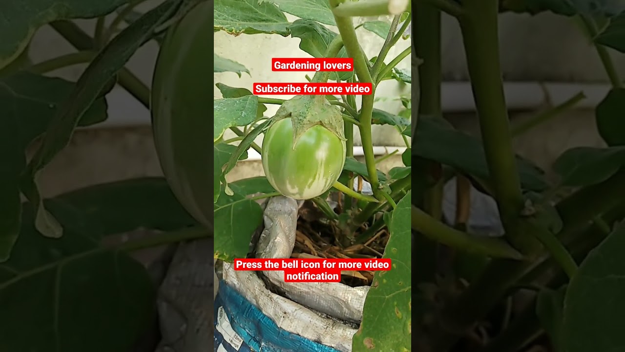 How to Grow Brinjal Plant In Pot/Terrace gardening at home/Sasipajay