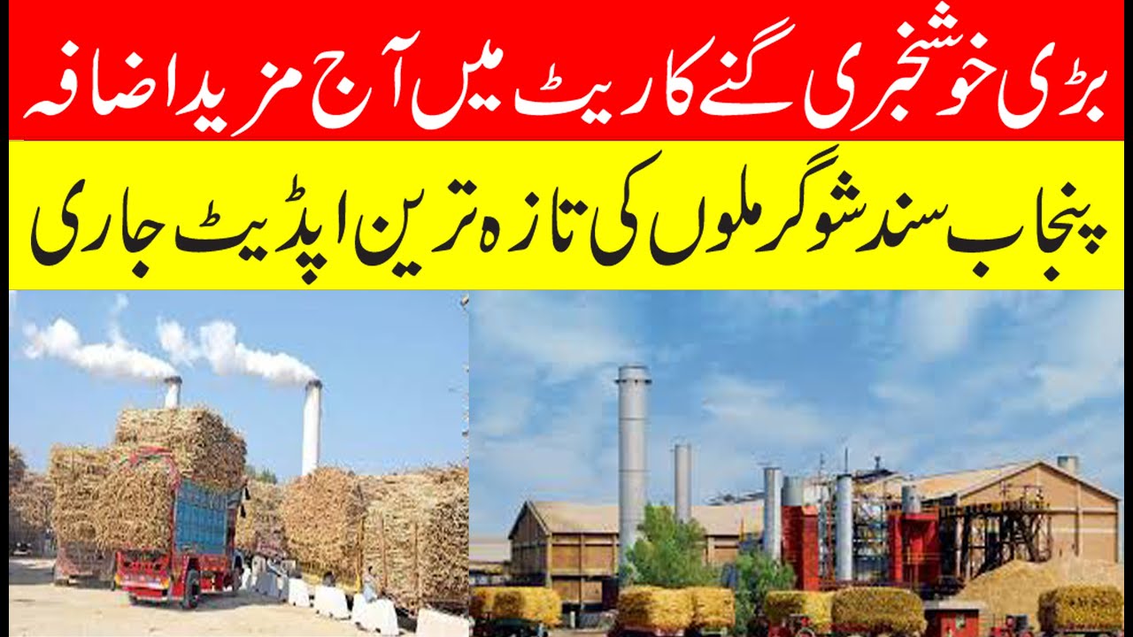 Big news Punjab sugar mills sugarcane rate up today |Big increase in sugarcane rate