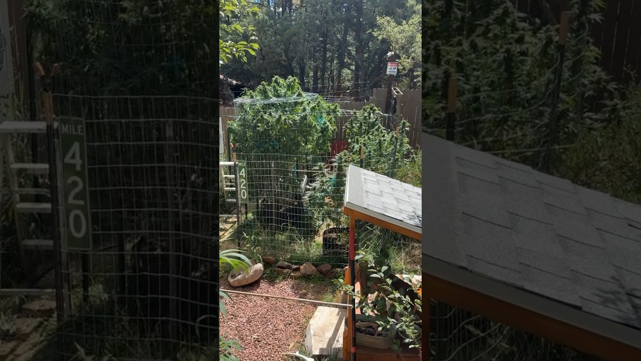 Growing big cannabis trees outdoors in Arizona on the Mogollon Rim 🤙🏻 #growyourown #organic