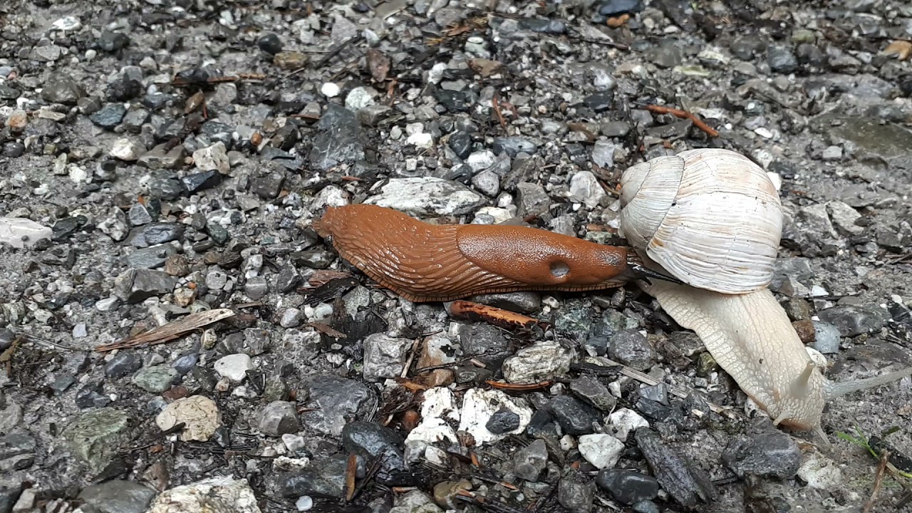 Kapuzinerschnecke attackiert Weinbergschnecke