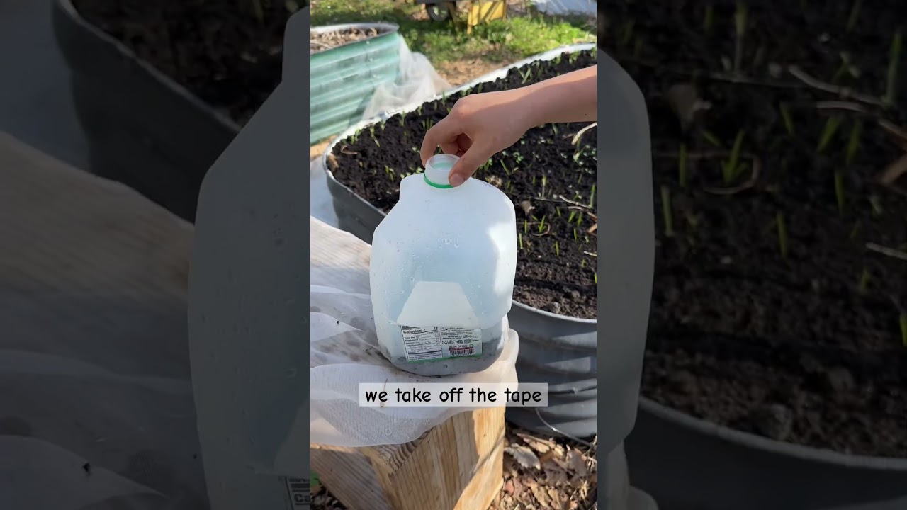 First big reveal of 2025&rsquo;s winter sowing season! #wintersowing #seedstarting