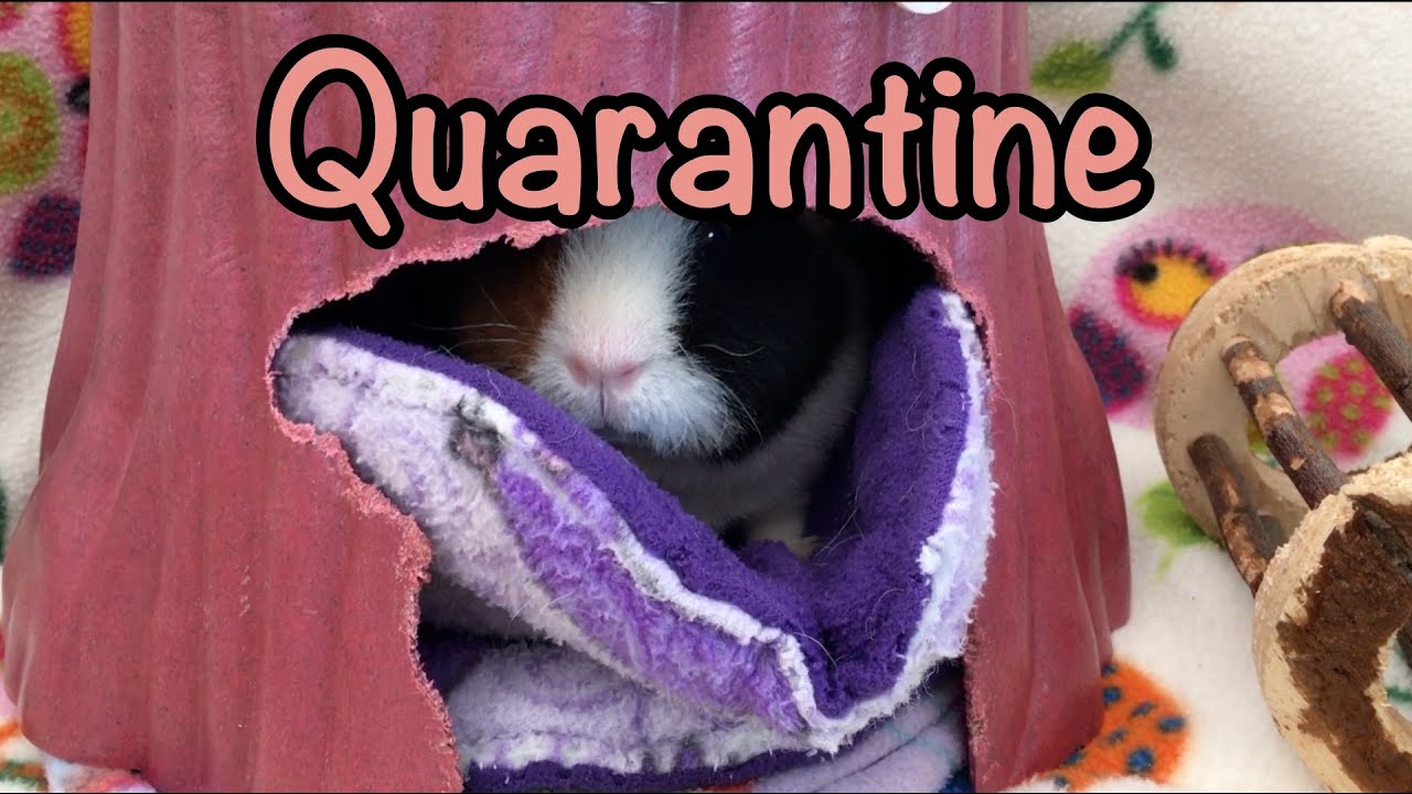 Quarantine for guinea pig