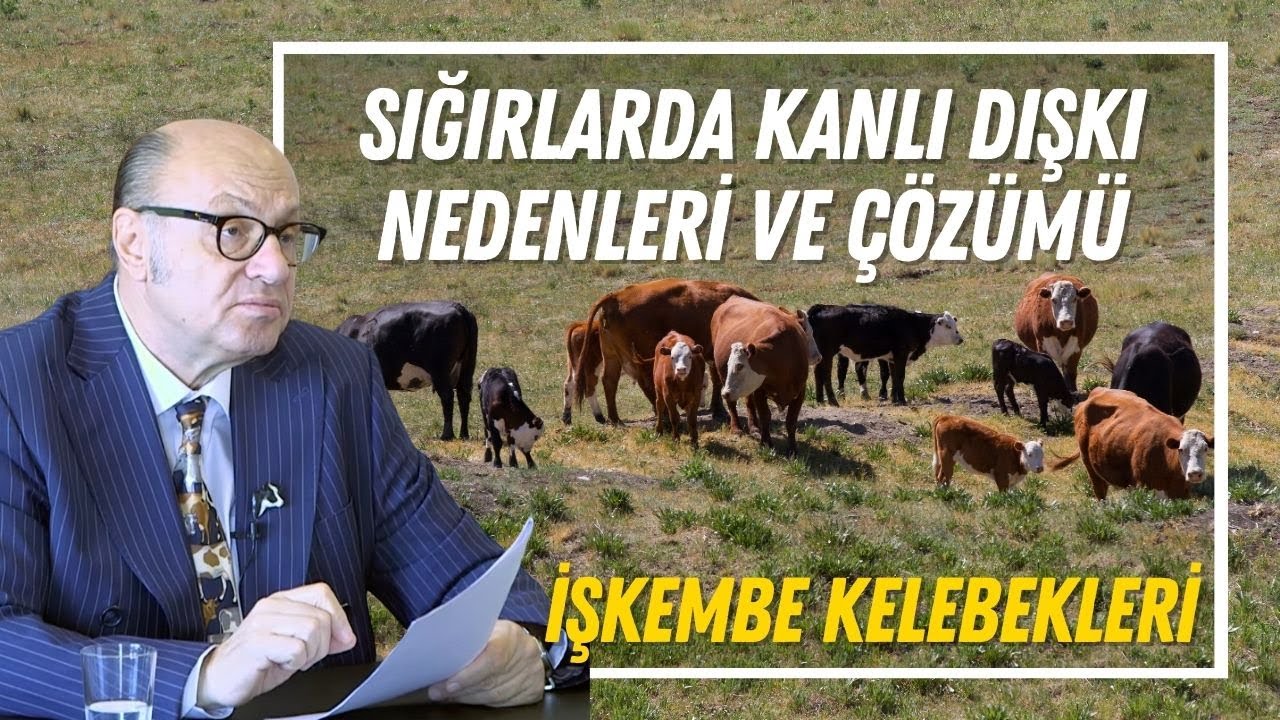 Sığırlarda Kanlı Dışkı Nedenleri ve Çözümü / İşkembe Kelebekleri