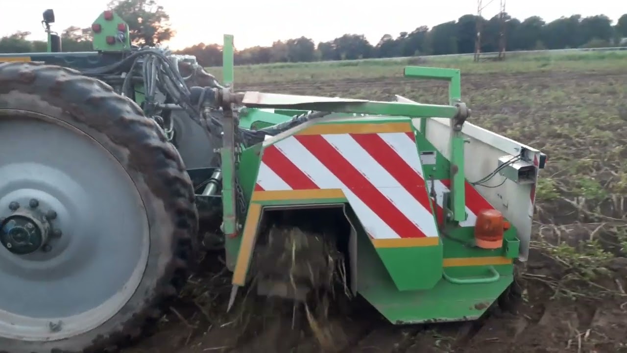 Kopanie Ziemniaków na większą skalę 2025 AVR Puma +, i John Deere 7250r🚜🔥
