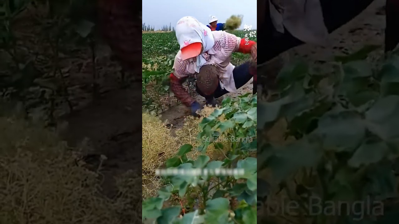 কিভাবে জিরা চাষ করা হয় | Cumin Farming