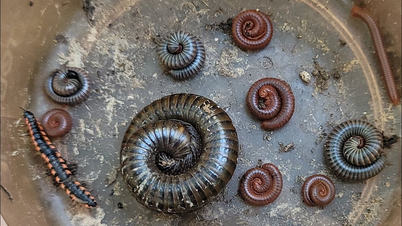 1 Red Spotted Millipede, a Giant Millipede Close-up & Other Small Millipedes Close-up Around