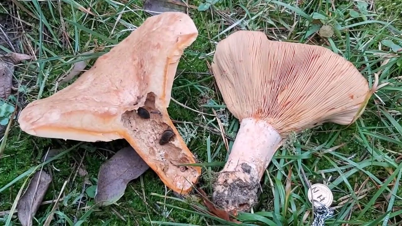 Mleczaj rydz (Lactarius deliciosus) - 09.11.2020, Nowa Huta, Krak&oacute;w.