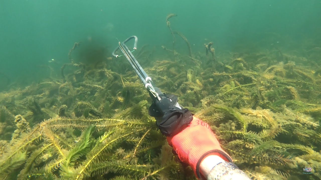 No segundo tempo da PESCA SUB  veio a BRANCONA,  cismado e mas consegui fazer uma boa pescaria