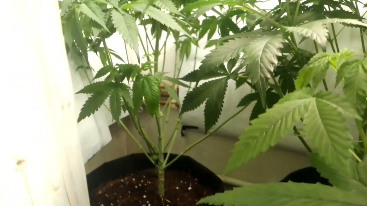 Runtz muffin defoliated getting her ready to flip