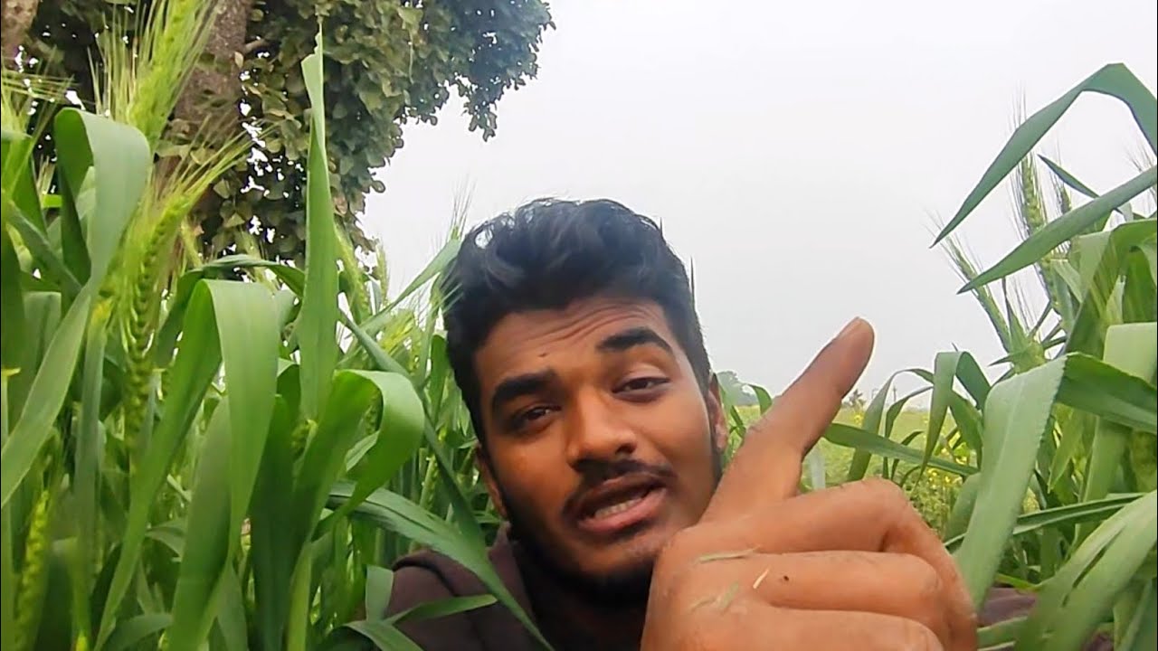 मधुमक्खियों ने अटेक कर दिया आज तो 🧐#dhruv #minivlog #farmingtips #fasal #madhumakkhi  #agri