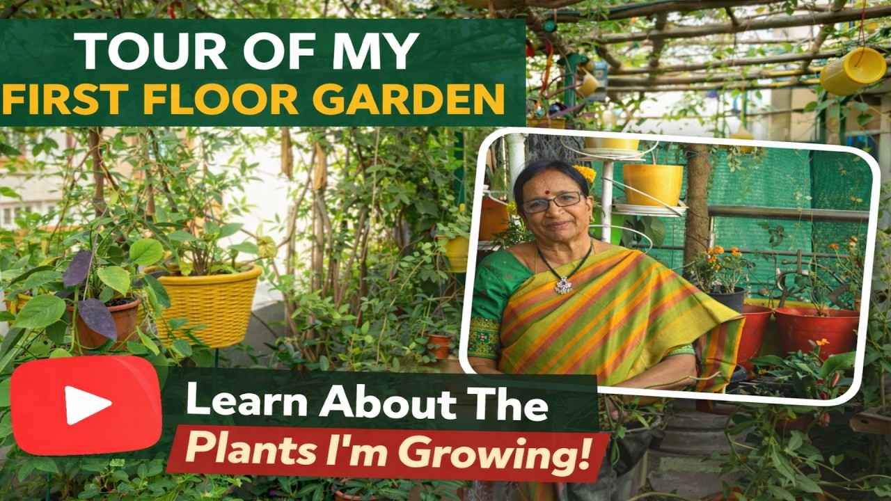 ధనలక్ష్మి మిద్దెతోట|Growing Avocado on Terrace|| 🥑 You won't believe this 3-Floor Garden! RareFruits
