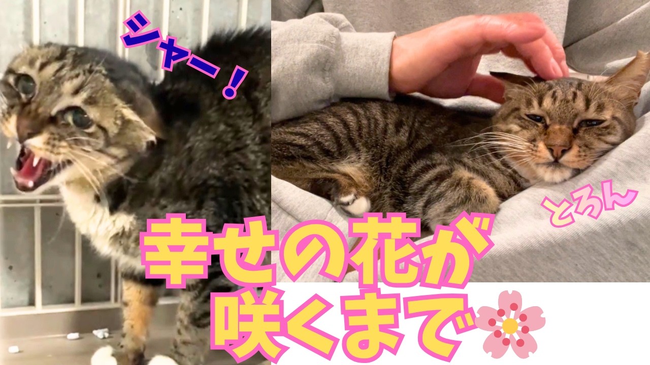 【156】SFTS疑いの隔離保護猫、固く心を閉した八重子の記録⭐︎愛護センター出身のりゅう君が卒業しました㊗️