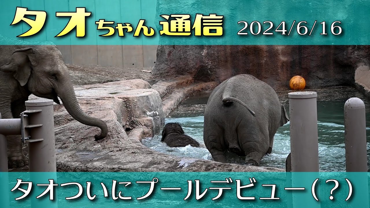 タオちゃん通信 2024/6/16 タオついにプールデビュー(？)　#円山動物園 #アジアゾウ
