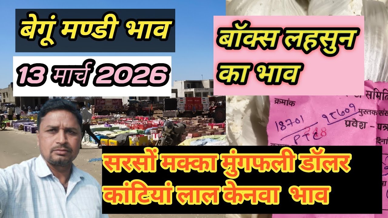13 मार्च 2026 | बॉक्स वाले लहसुन का भाव | सरसों मक्का डॉलर चना मुंगफली लाल केनवा | बेगूं मण्डी भाव