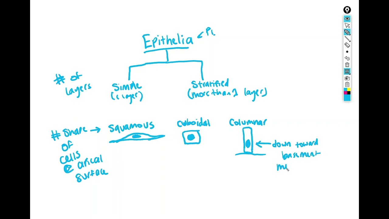 BIOL&241 Lab Unit 1 video 2: Histology of tissues continued