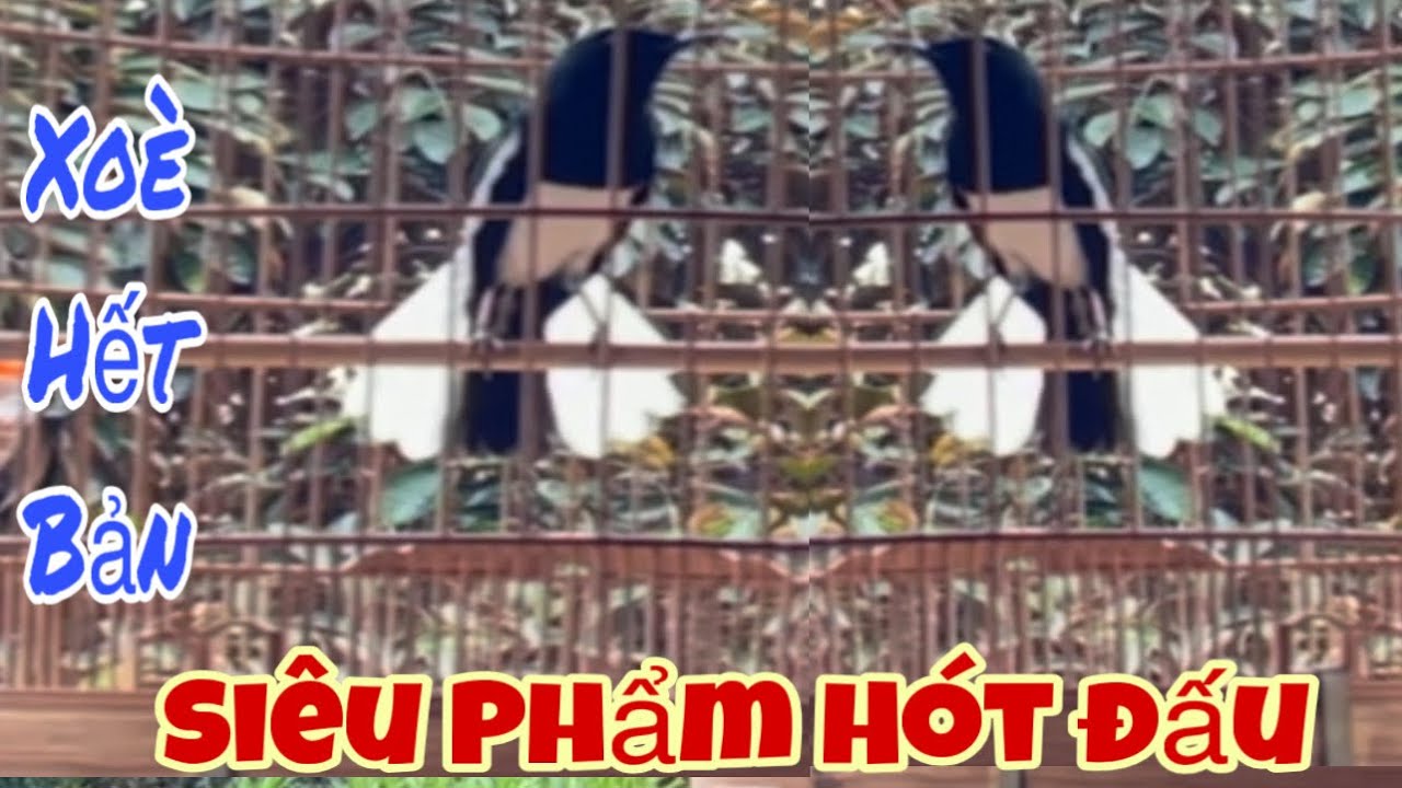 Siêu Phẩm Đầu Năm |Hót Đấu Xoè Hết Bản|Siêu Mẫu Bóng Mướt |Ae Sưu Tầm Đào Tạo Khai Thác|