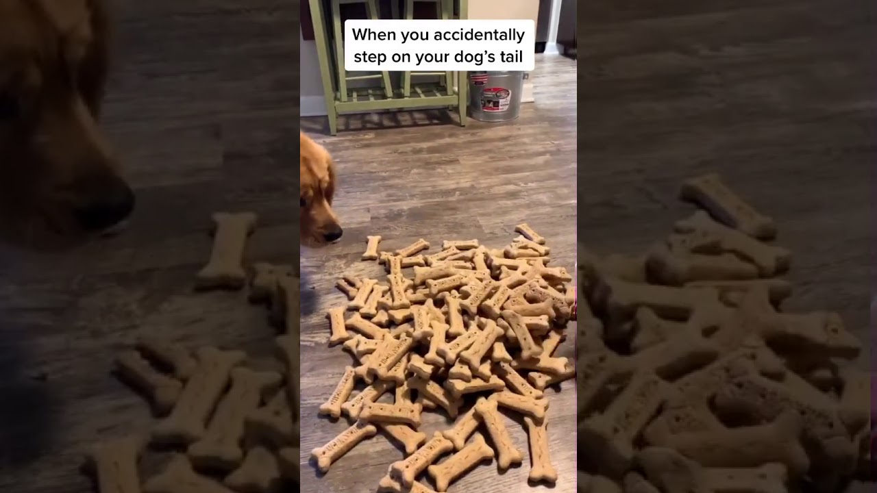 When you accidentally step on your dog's tail treats tiktok