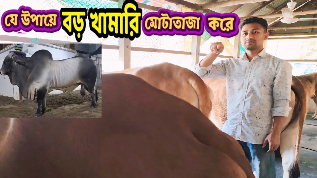  যে উপায়ে গরু দ্রুত মোটাতাজা করা যায় | যে উপায়ে বড় খামারী গরু দ্রুত মোটাতাজা করে 🐄🐂