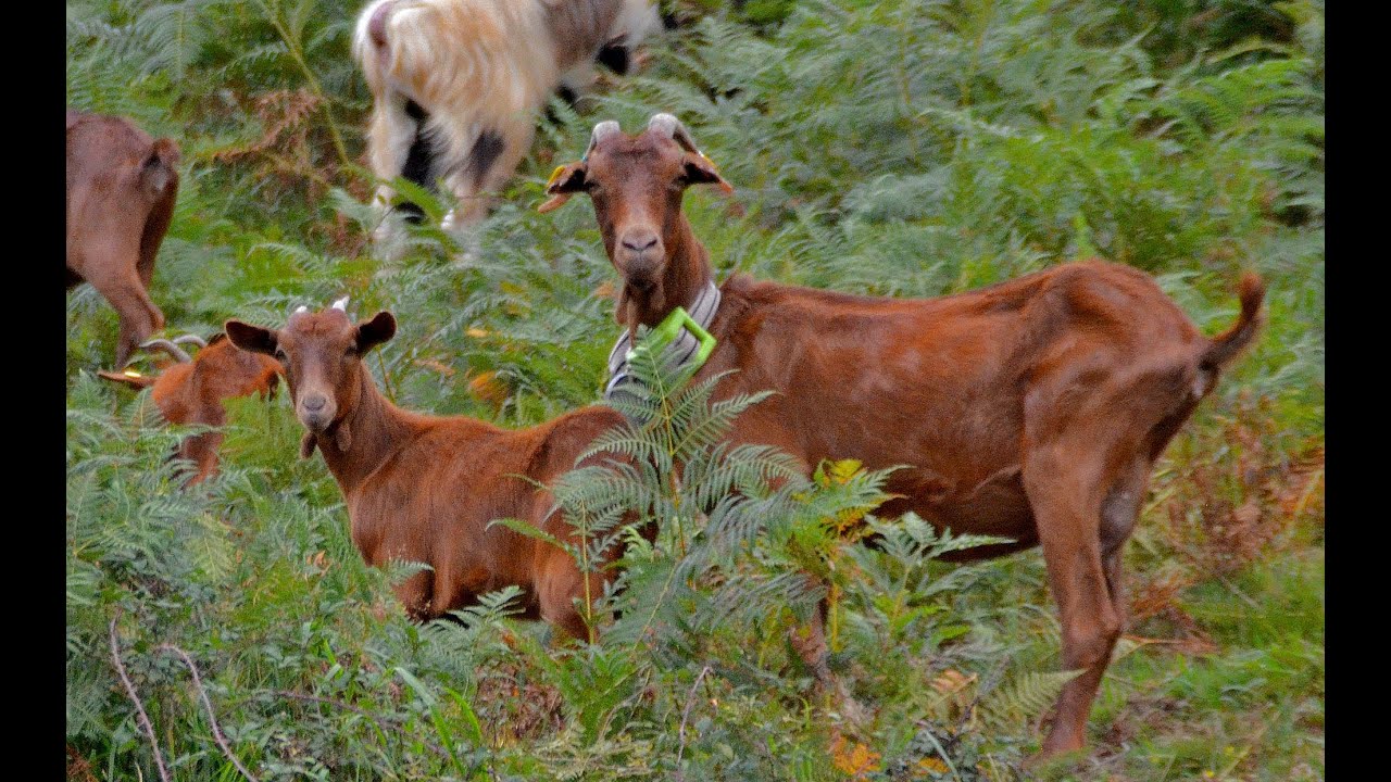 💚 La cabra BERMEYA. Arriondas, Asturias 🐐🐐🐐🐐