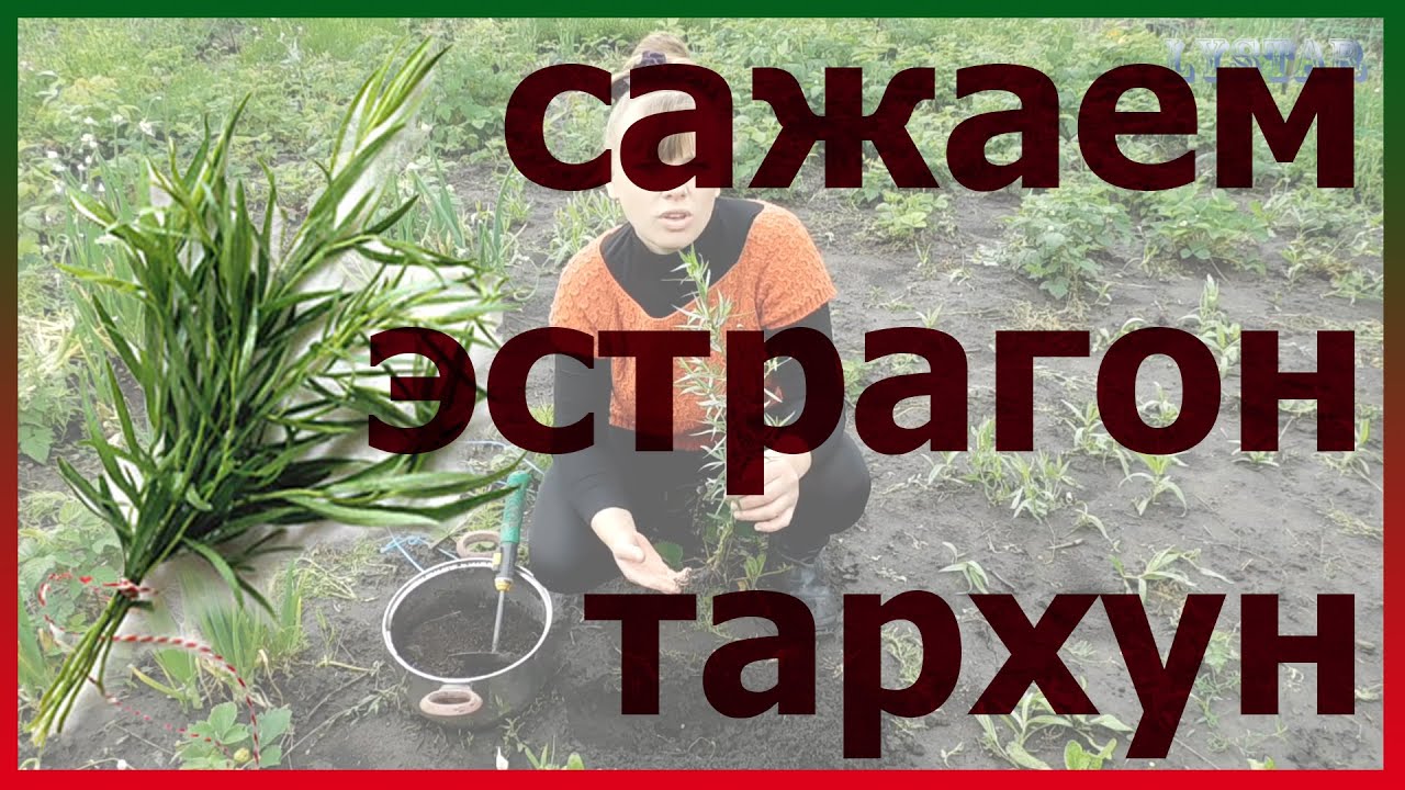 ЭСТРАГОН ТАРХУН посадка выращивание уход вредители болезни подкормка размножение