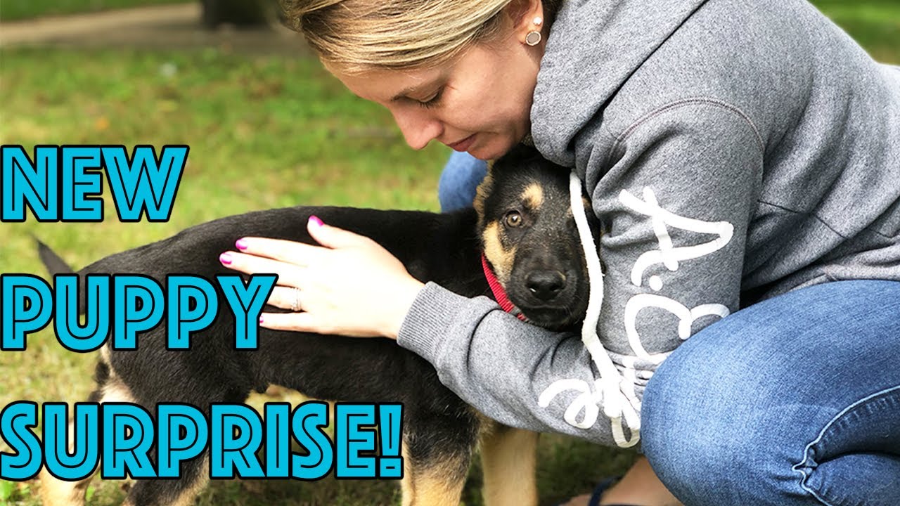Getting a New German Shepherd Puppy Surprise!