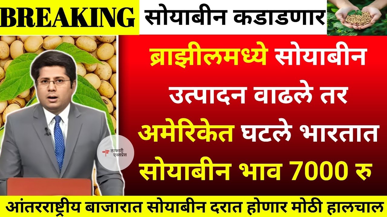  ब्राझील अमेरिकेतील सोयाबीन मुळे दर पुन्हा कडाडणार| soyabean bajar bhav today|soyabean bhav today