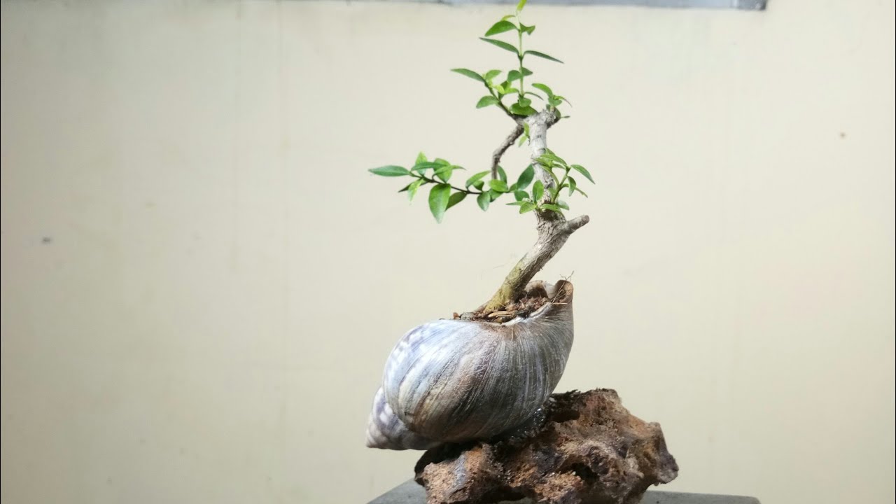 Bonsai MaMe. Supper mini