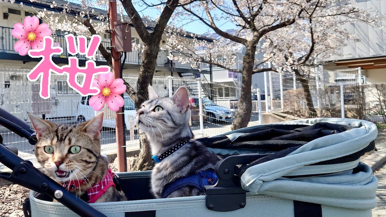 ペットカートに空気を入れてお花見散歩へ  Cherry-Blossom Viewing With My Cats【アメリカンショートヘア】AIRBUGGY