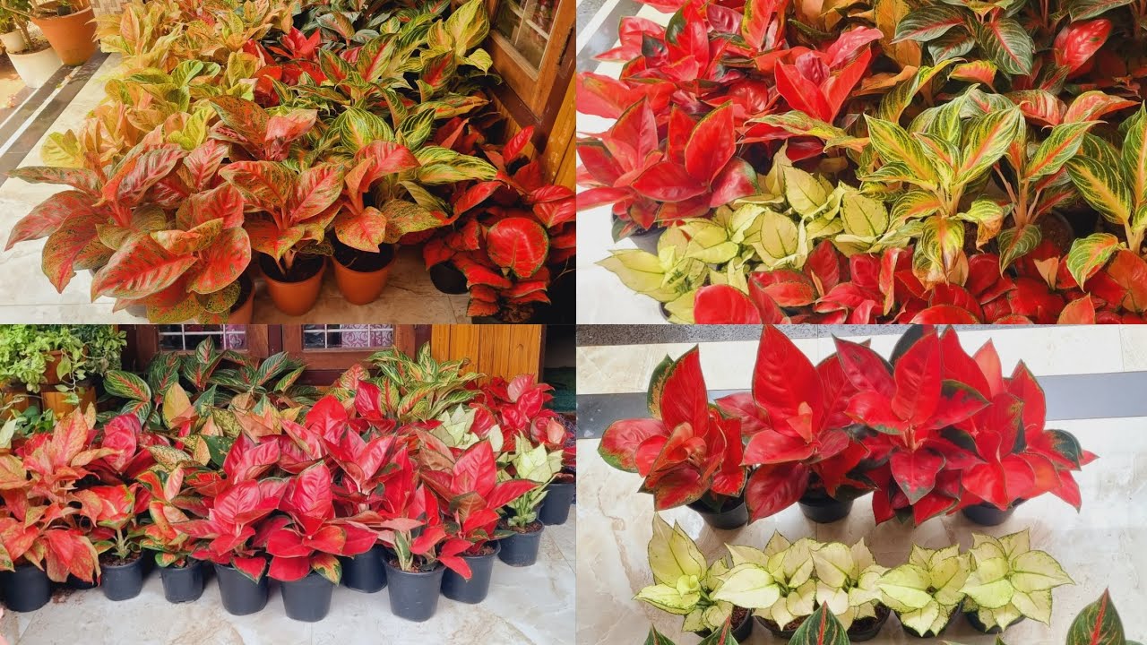 Rare variety Aglonema Available!!|Aglonema|Plants|Zahar Gardens|