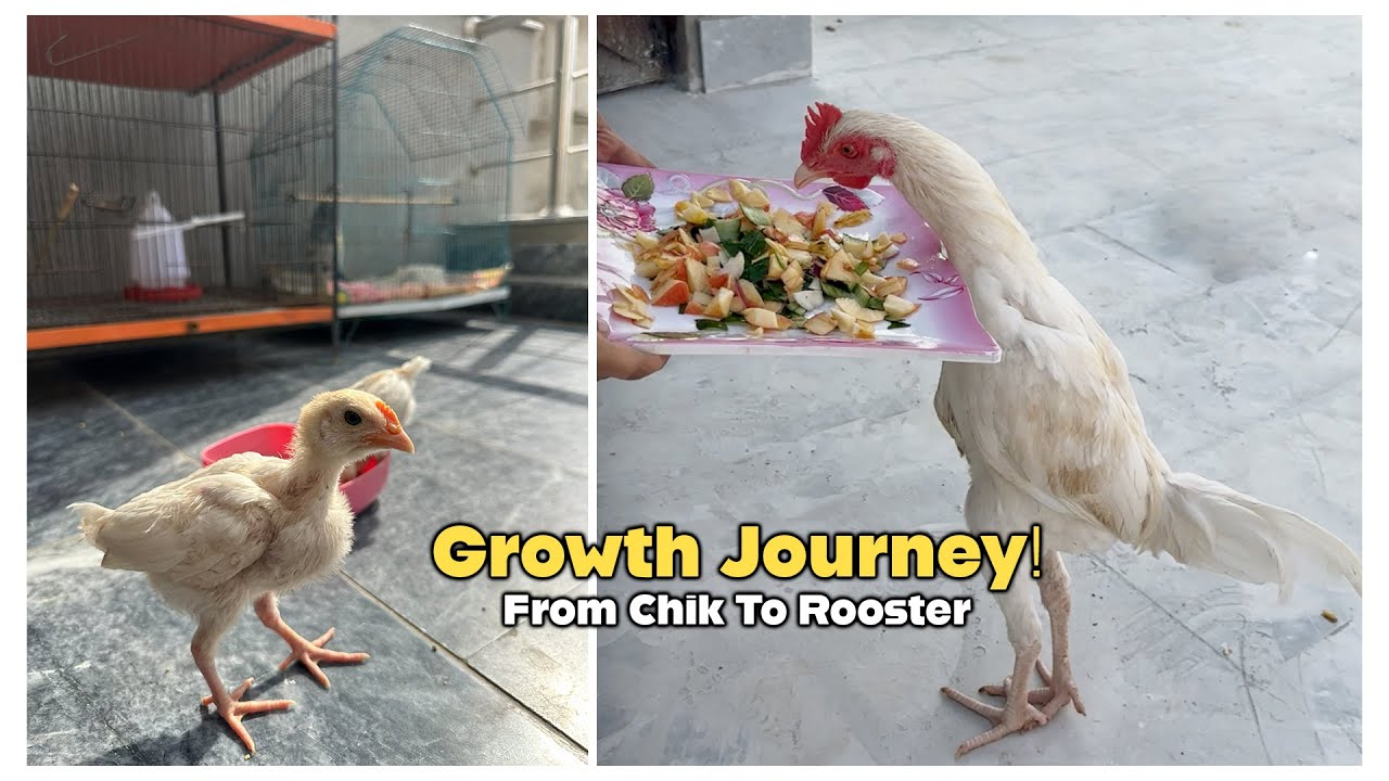 Growth Journey From Chick To Rooster On Natural Diet
