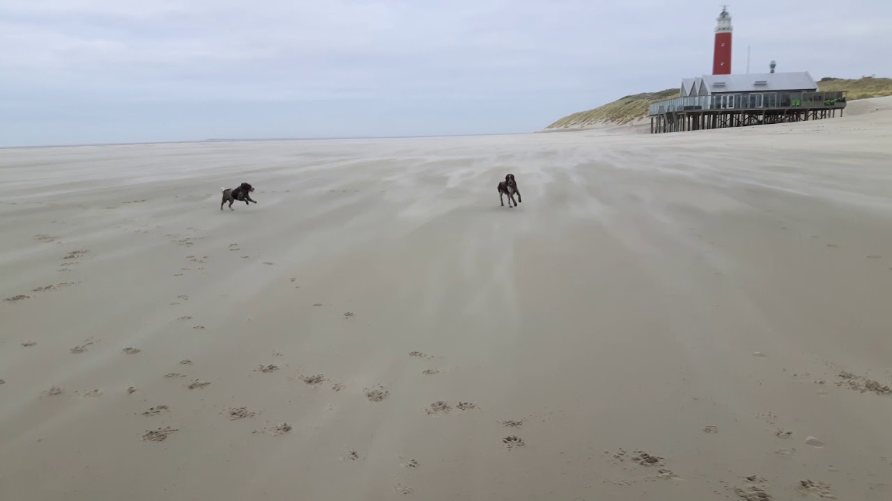 Kleine M&uuml;nsterl&auml;nder- Texel - december 2017 - Cocksdorp