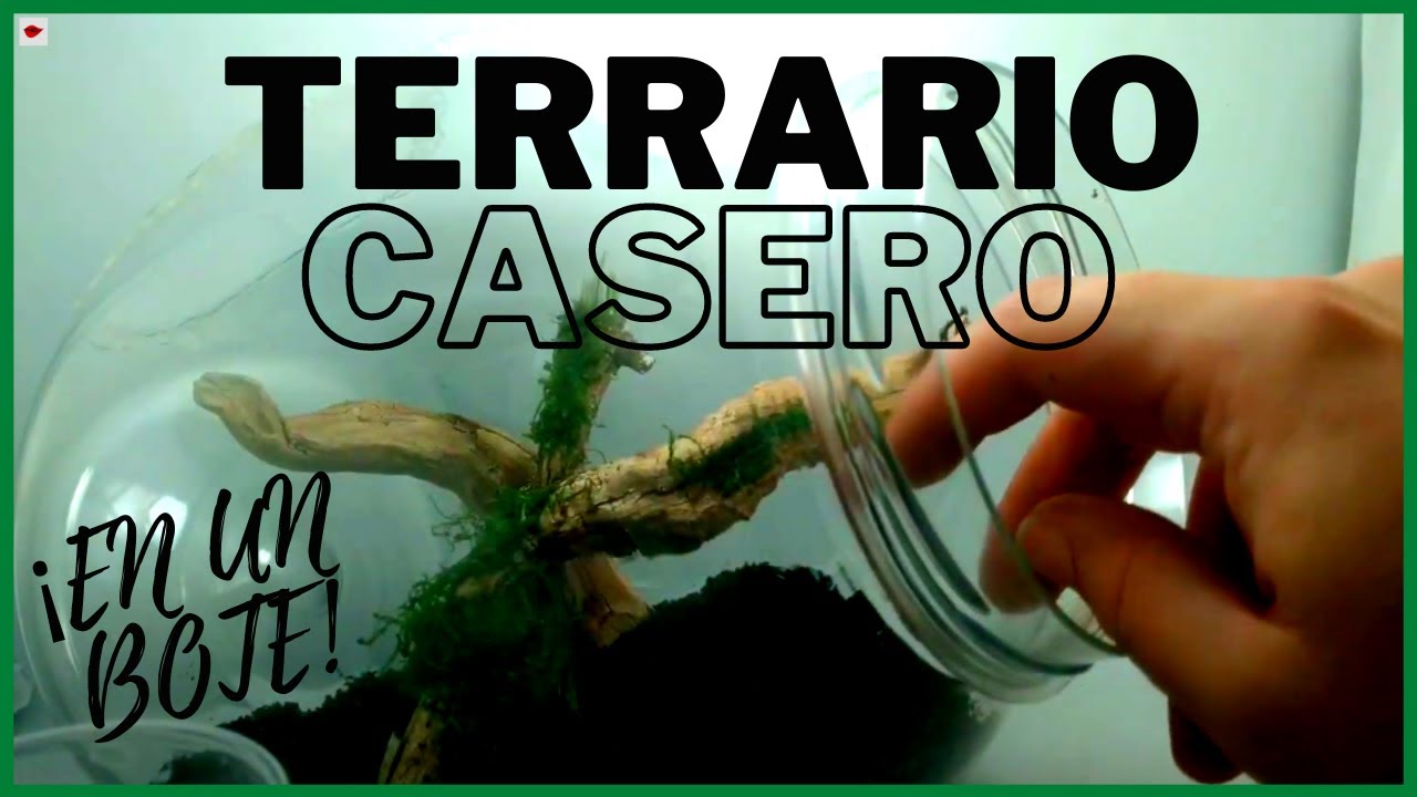 COMO HACER un TERRARIO CASERO para MANTIS ¡BIOACTIVO! | FÁCIL y BARATO 🤯 | HAANIA ORLOVI