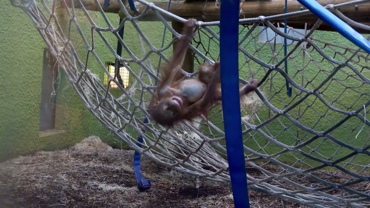 Baby Orangutan Learning To Swing