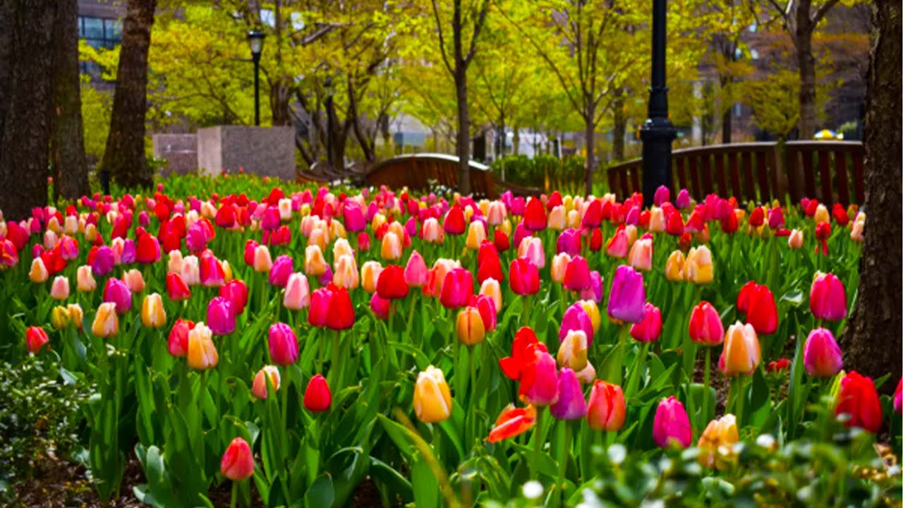 Tulip Flowers at Pumphouse Park 🌷 | Spring in Battery Park City, NYC