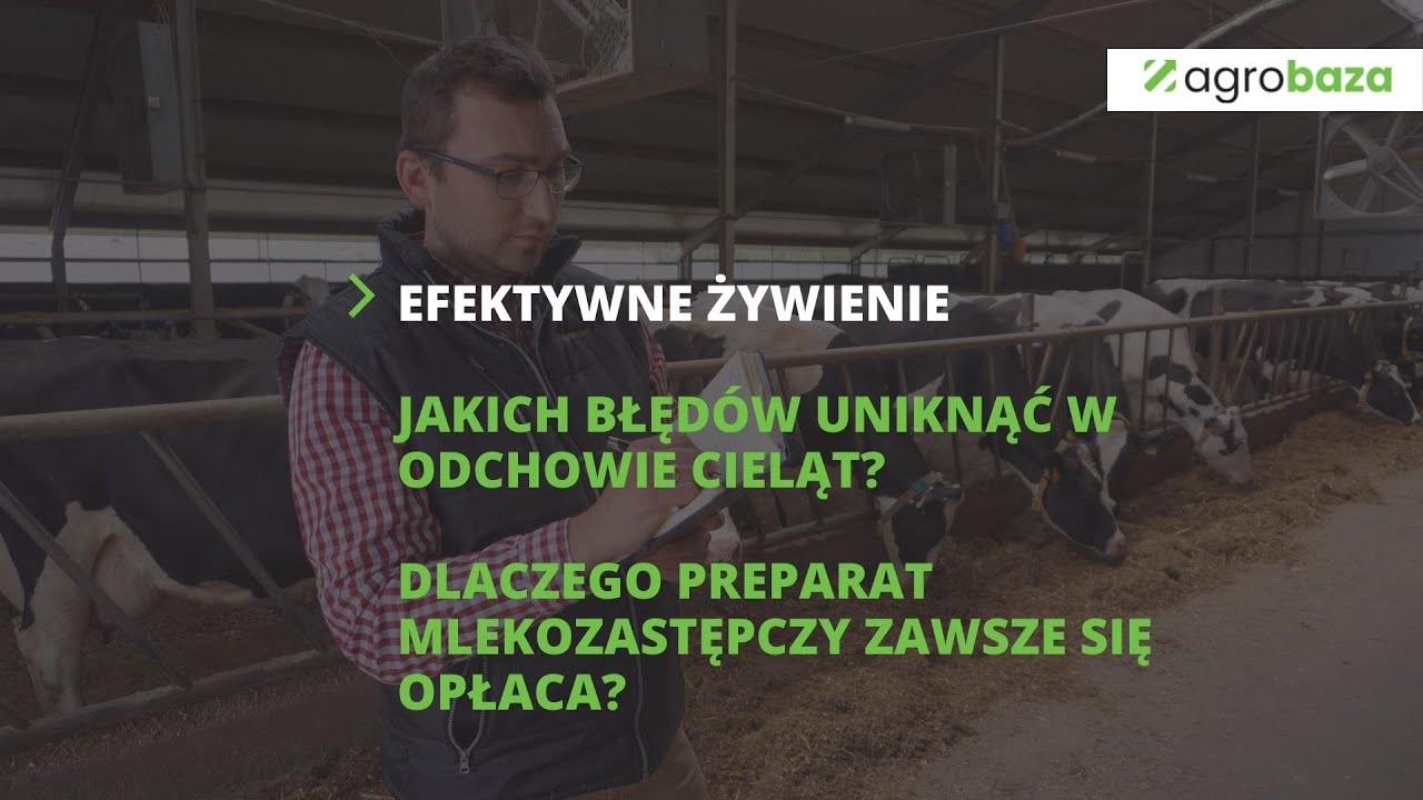 Jak żywić cielęta? Dlaczego preparat mlekozastępczy się opłaca? Posłuchaj doradcy żywieniowego