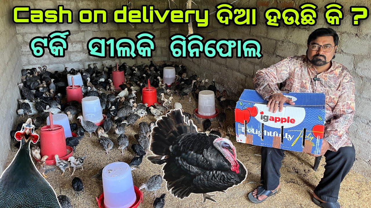 କୁକୁଡ଼ା cash on delivery କିପରି ଦଉଛୁ? All odisha delivery available!