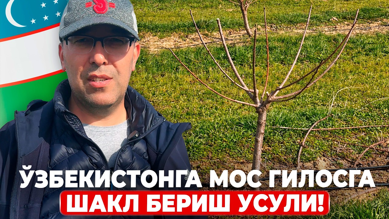 ГИЛОС КЕСИШ СИЗ ЎЙЛАГАНДЕК ҚИЙИН ЭМАС! | ШУҲРАТ АБРОРОВ #shuhratabrorov #kesish #shaklberish #gilos