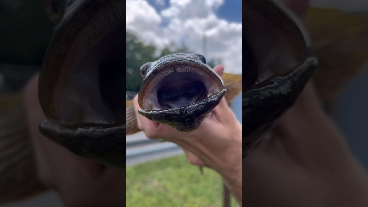 Big Mouth Sleeper Fishing #angler #shorts #wildlife #creature