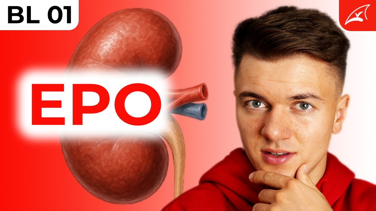 Erythropoetin, Erythropoese und HIF1 alpha - einfach erklärt! // Wieso Höhentraining funktioniert ..