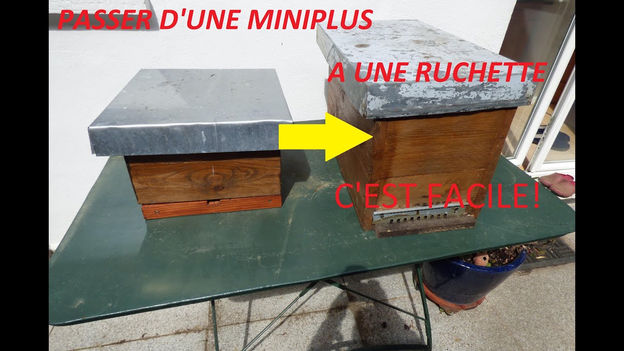 Transfert de mini plus à ruchette +visite