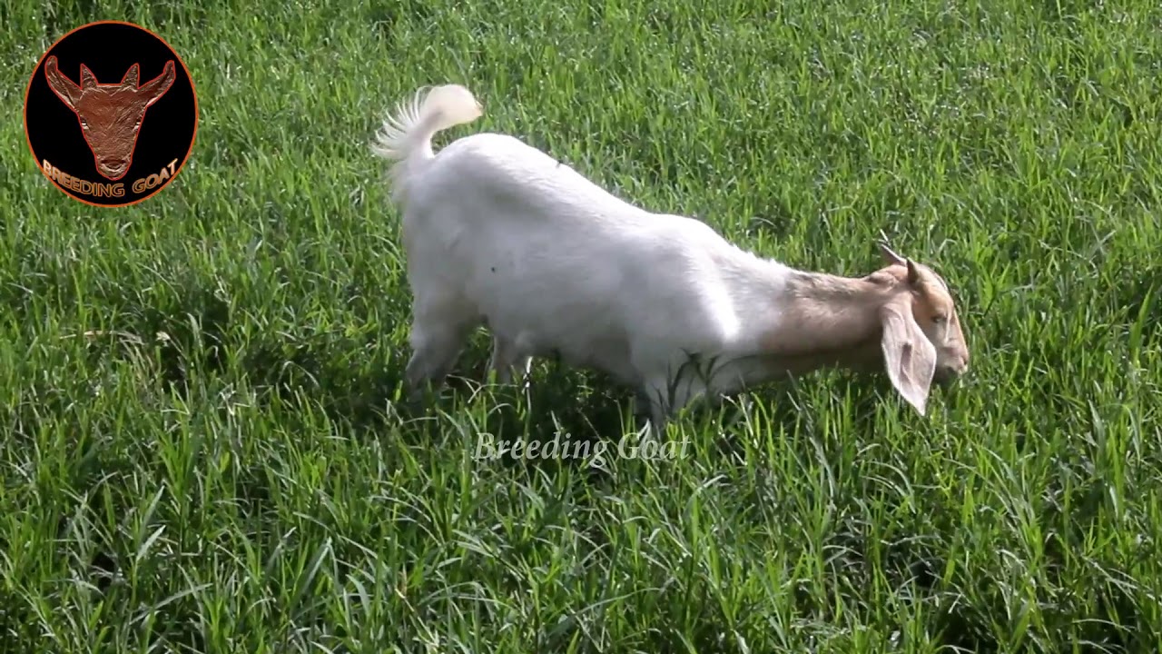 Young Crossboer Goat 4 month olds