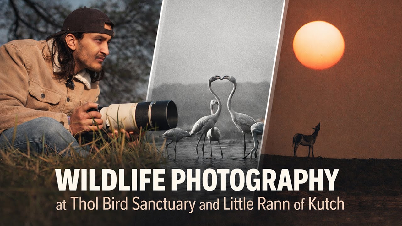 You Won’t Believe What I Captured | Thol Bird Sanctuary | Little Rann of Kutch(WILDLIFE PHOTOGRAPHY)
