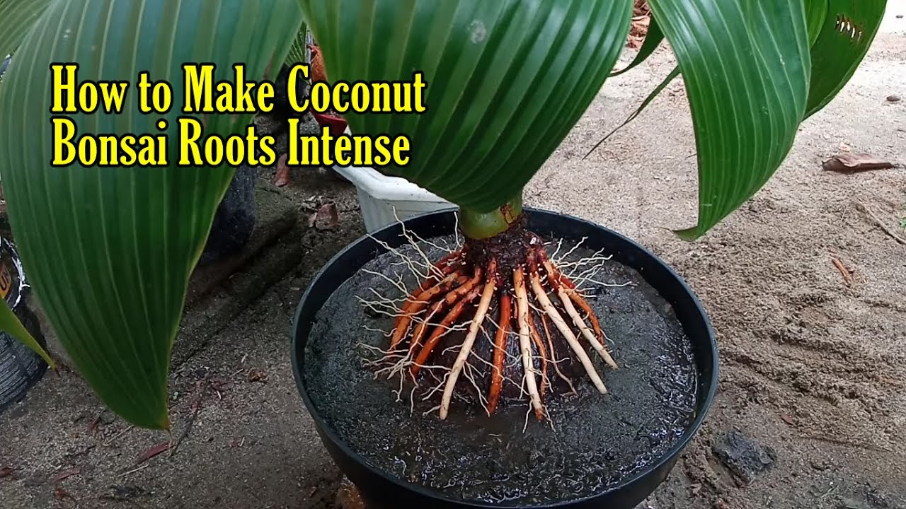 Cara Mudah Membuat Bonsai Kelapa Akar Super Lebat Dari Awal | Make Many Coconut Bonsai Roots