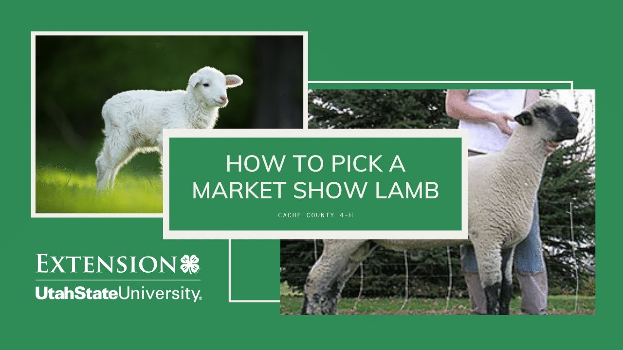 MARKET LAMB  SELECTION