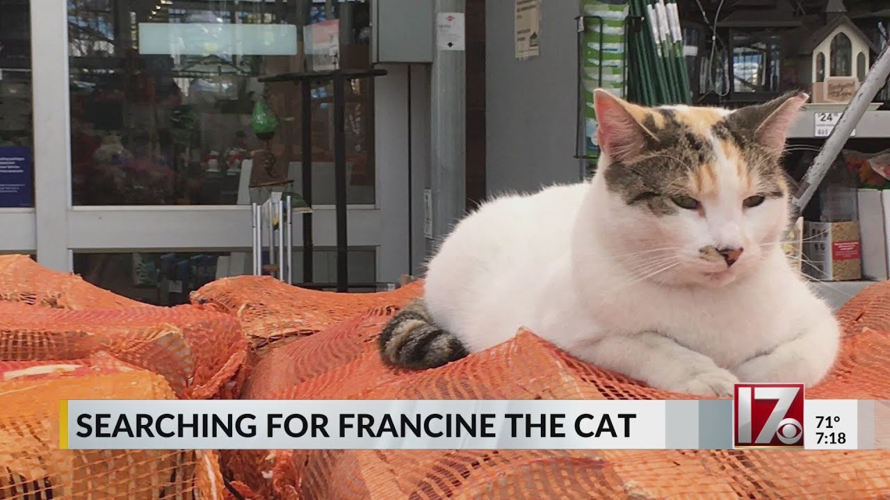 Searching for Francine the Cat in North Carolina