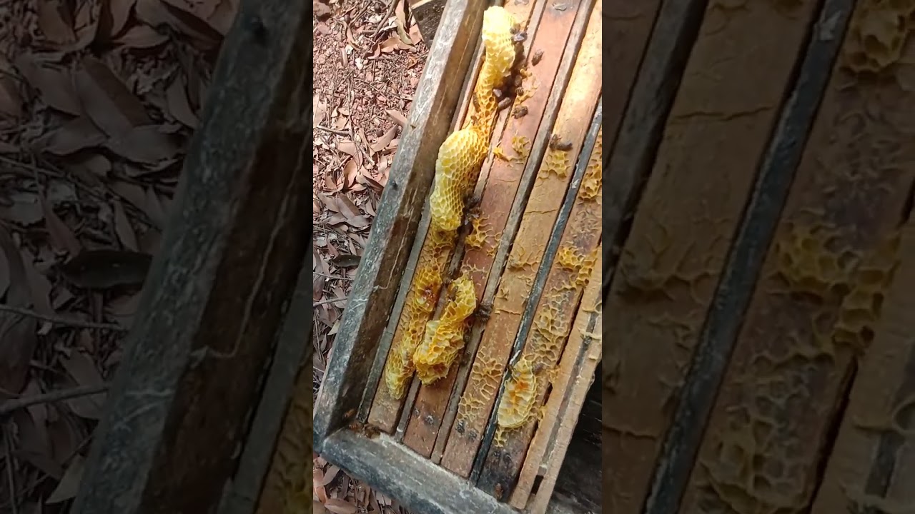 Xuất ong giống sđt 0348781946