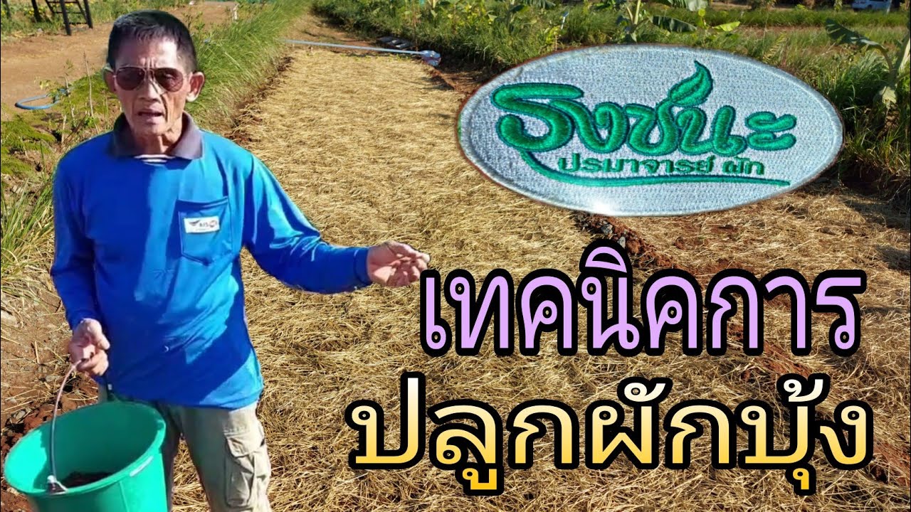 วิธีปลูกผักบุ้ง ที่ควรรู้ @Fanpage อ.วิชัย หรือ อ.ธงชนะ พรหมมิ