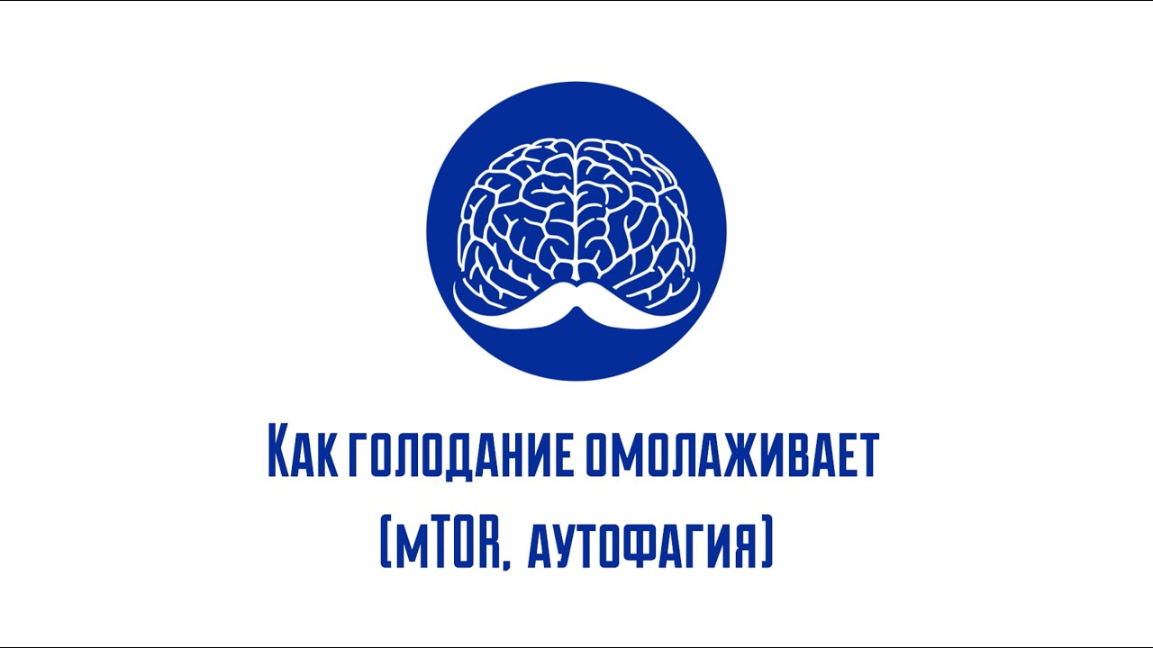 Как голодание омолаживает (mTOR, аутофагия)