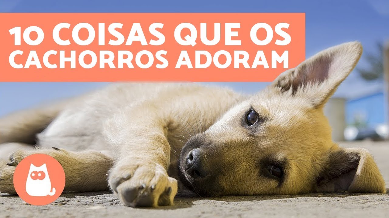 10 things dogs love